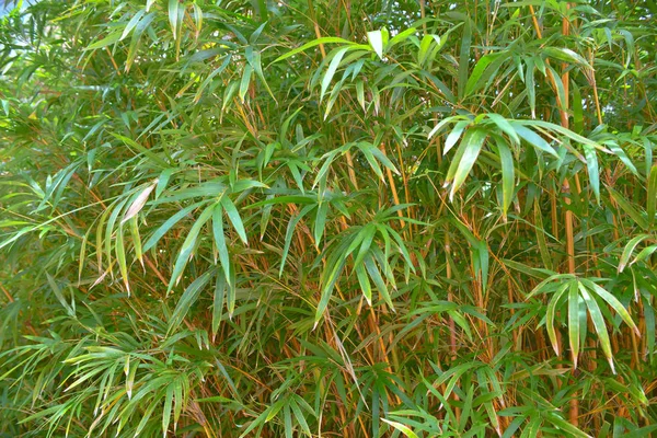 En bambu skog på nära håll i trädgården — Stockfoto