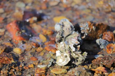 22 eylül 2019 düşük gelgit istiridye ve kabukları ile deniz