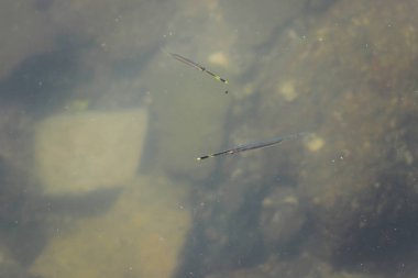 bir Bluespotted Cornetfish (Fistularia commersonii) hk Denizi'nde
