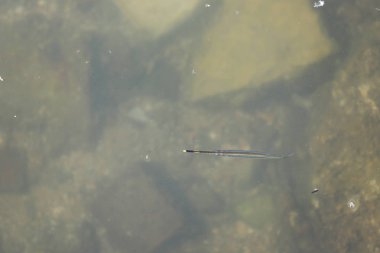 bir Bluespotted Cornetfish (Fistularia commersonii) hk Denizi'nde