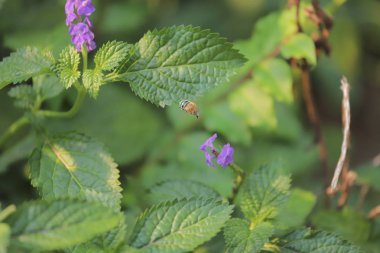  hong kong çiçek, Kam Shan Country Park 2019