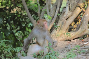 Maymun hong kong, Kam Shan Country Park 2019