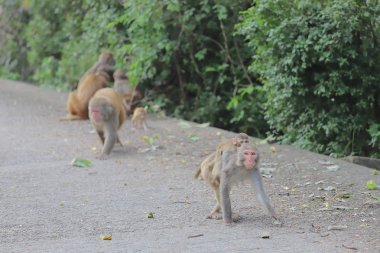 Maymun hong kong, Kam Shan Country Park 2019