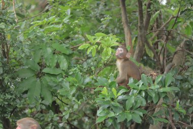 Maymun hong kong, Kam Shan Country Park 2019