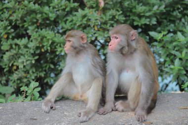 Maymun hong kong, Kam Shan Country Park 2019