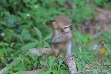 Maymun hong kong, Kam Shan Country Park 2019