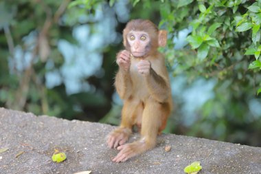 Maymun hong kong, Kam Shan Country Park 2019