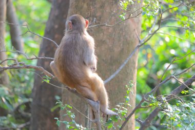 Maymun hong kong, Kam Shan Country Park 2019