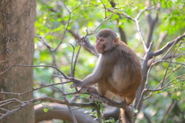 Maymun hong kong, Kam Shan Country Park 2019
