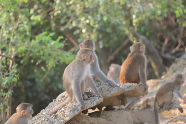 Maymun hong kong, Kam Shan Country Park 2019