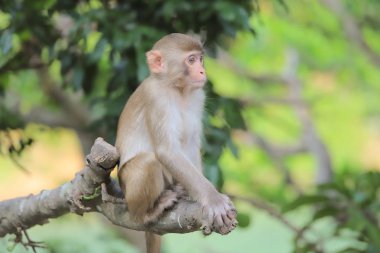 Maymun hong kong, Kam Shan Country Park 2019