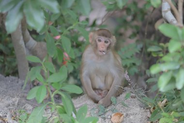 Maymun hong kong, Kam Shan Country Park 2019
