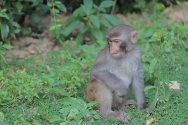Maymun hong kong, Kam Shan Country Park 2019