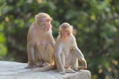 Maymun hong kong, Kam Shan Country Park 2019