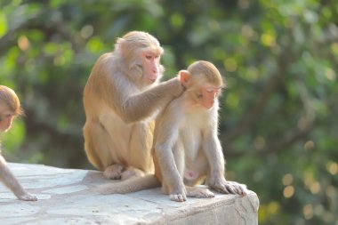 Maymun hong kong, Kam Shan Country Park 2019