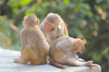Maymun hong kong, Kam Shan Country Park 2019