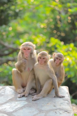 Maymun hong kong, Kam Shan Country Park 2019