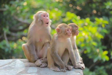 Maymun hong kong, Kam Shan Country Park 2019