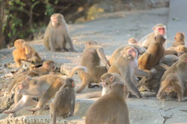 Maymun hong kong, Kam Shan Country Park 2019