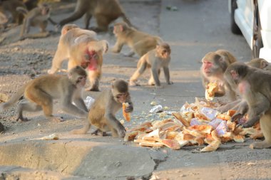 Maymun hong kong, Kam Shan Country Park 2019