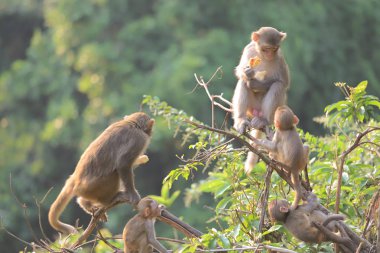 Maymun hong kong, Kam Shan Country Park 2019