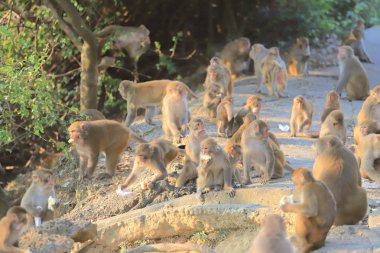 Maymun hong kong, Kam Shan Country Park 2019