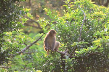 Maymun hong kong, Kam Shan Country Park 2019