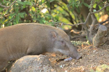 Maymun hong kong, Kam Shan Country Park 2019