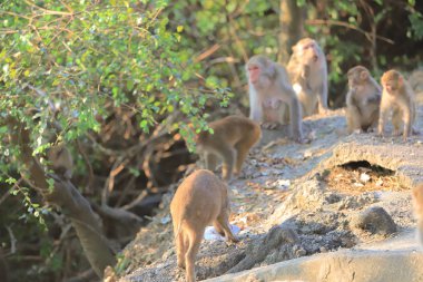 Maymun hong kong, Kam Shan Country Park 2019