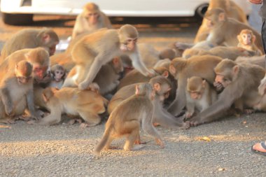 Maymun hong kong, Kam Shan Country Park 2019
