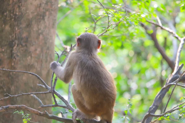 Monyet di hong kong, Taman Negara Kam Shan 2019 — Stok Foto
