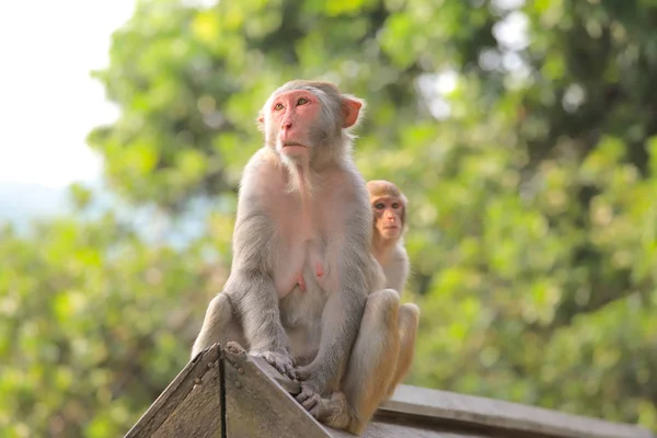 Mono en Hong Kong, Kam Shan Country Park 2019 — Foto de Stock