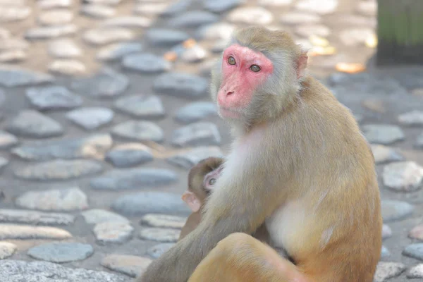 Monkey at Hong Kong, kam Shan Country Park 2019 — Stockfoto