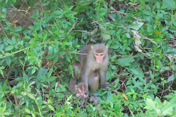 Monkey på Hong Kong, kam Shan Country Park 2019 — Stockfoto