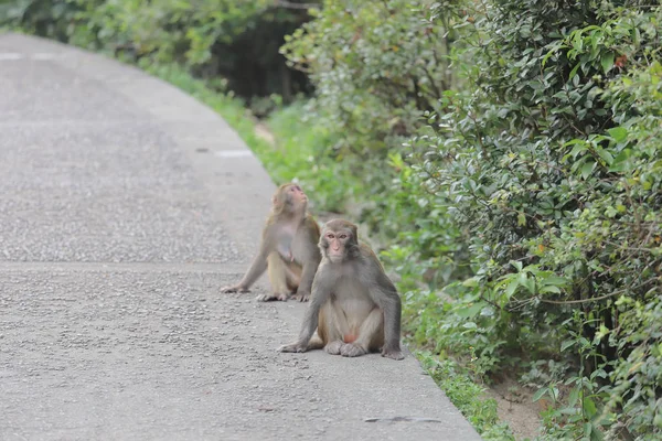 Affe am Hongkong, kam shan country park 2019 — Stockfoto