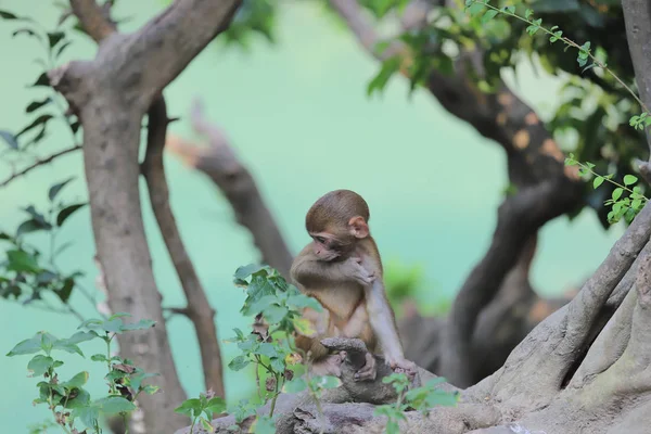 Monyet di hong kong, Taman Negara Kam Shan 2019 — Stok Foto