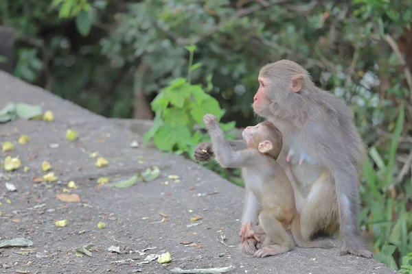 Monyet di hong kong, Taman Negara Kam Shan 2019 — Stok Foto