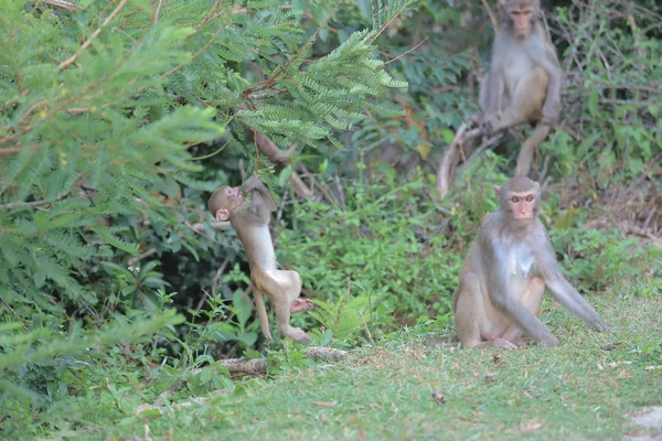 Affe am Hongkong, kam shan country park 2019 — Stockfoto