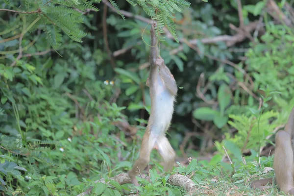 Monkey w: Hong Kong, Kam Shan Country Park 2019 — Zdjęcie stockowe
