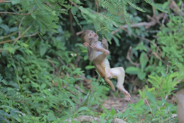 Macaco no hong kong, Kam Shan Country Park 2019 — Fotografia de Stock