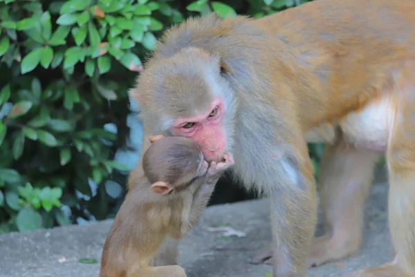 Singe au hong kong, Kam Shan Country Park 2019 — Photo