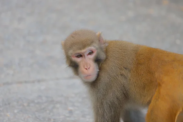 Monkey at Hong Kong, kam Shan Country Park 2019 — Stockfoto