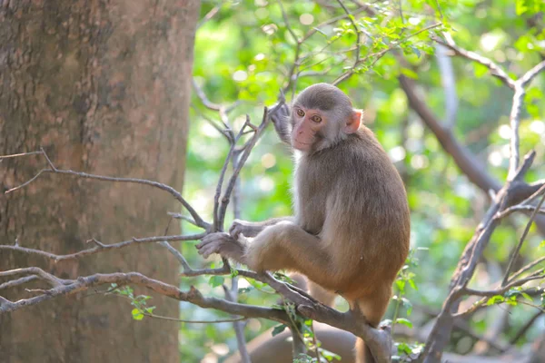 Mono en Hong Kong, Kam Shan Country Park 2019 — Foto de Stock