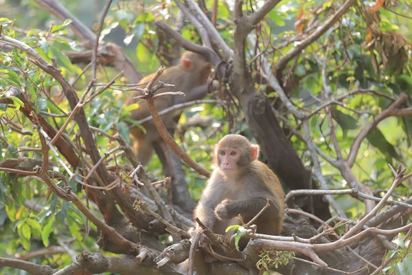 Affe am Hongkong, kam shan country park 2019 — Stockfoto