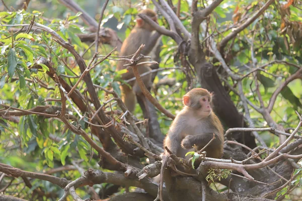 Affe am Hongkong, kam shan country park 2019 — Stockfoto