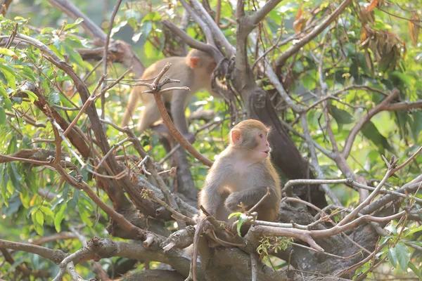 Opice v Hong Kongu, Country Park kam Šan 2019 — Stock fotografie