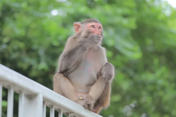 香港の猿、カムシャンカントリーパーク2019 — ストック写真