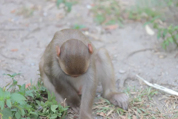 Monkey at Hong Kong, Kam Shan Country Park 2019 — стоковое фото