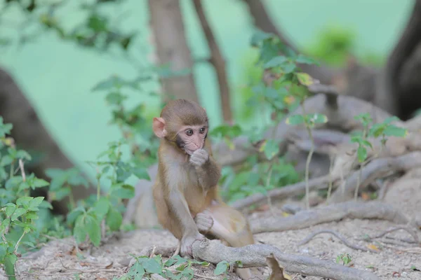 Mono en Hong Kong, Kam Shan Country Park 2019 — Foto de Stock