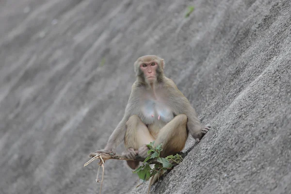 Monkey at Hong Kong, kam Shan Country Park 2019 — Stockfoto